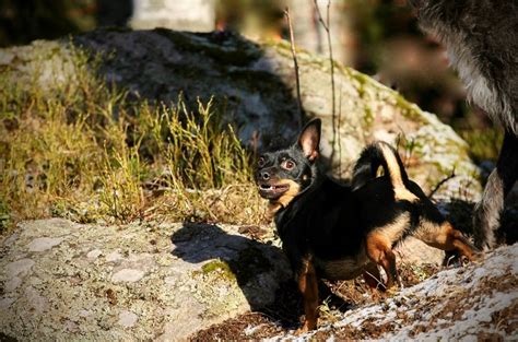 Lancashire Heeler Dog Breed Guide: Info, Pictures, Care & More! | Pet Keen