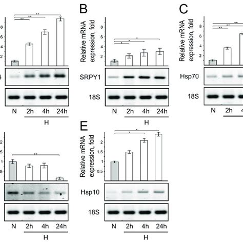 Short Term Hypoxia Influences Angpl Srpy Hsp Znf And Hsp