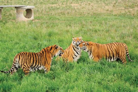 Wild Animal Sanctuary Looks Back On Tiger King Rescues