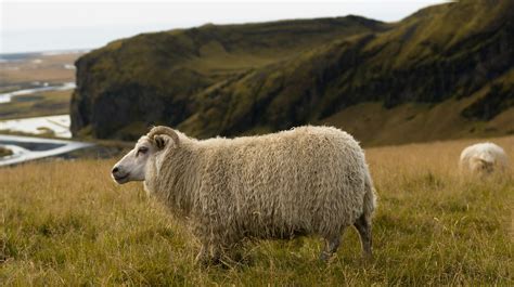 Panhandle Small Ruminant Nutrition Workshop March 12 Morning Ag Clips