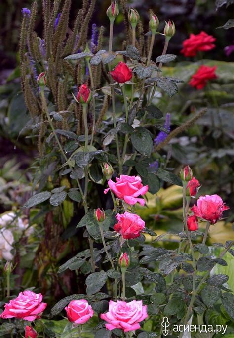 Цветы в моем саду: Группа Садовые цветы и флористика