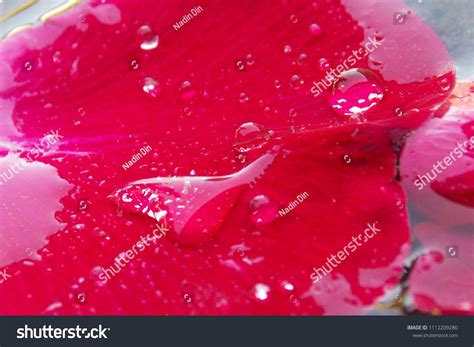 Rose Petals Water Water Drops Rain Stock Photo Edit Now 1112209280