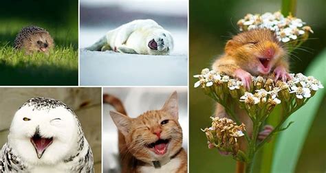 10 Super Cute Images Of Animals Smiling That Will Make Your Day