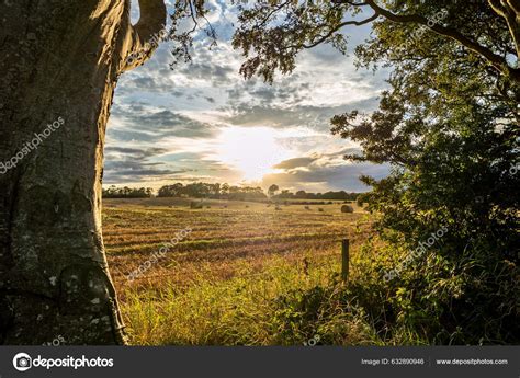 Dark Hedges Tree Tunnel Ballymoney Northern Ireland Stock Photo by ...