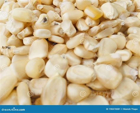 Drying Of The White Corn In The Sunlightmaize Seed Dried After Harvest