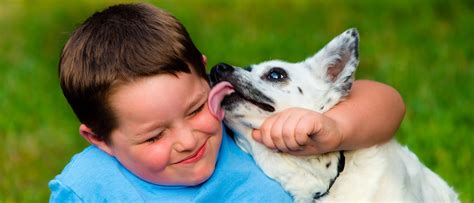 Por qué no tienes que dejar que tu perro te lama la cara Bekia Mascotas