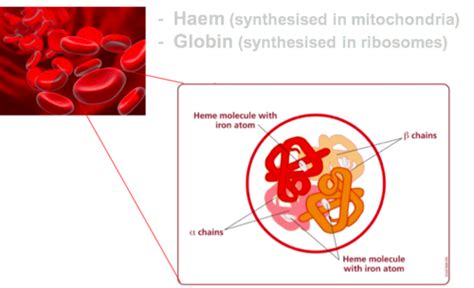 The Haemoglobin Molecule And Thalassaemia Flashcards Quizlet