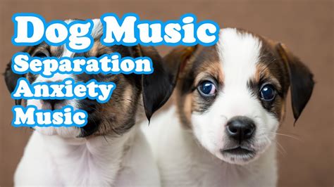 Play It If Your Dog Is Bored Healing Music For Dogs Music For Dogs