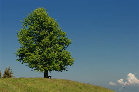 Baum mit Bänkli / Bern / Die Schweiz / Fotos | Nies.ch