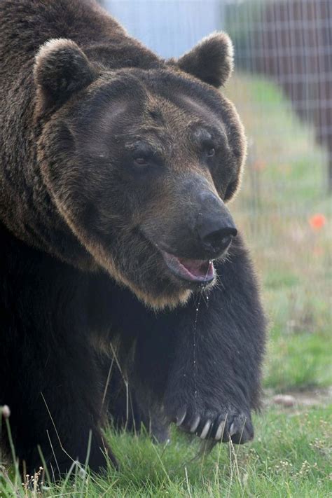 It Was A First Class Experience For Four Grown Ussuri Brown Bears Who