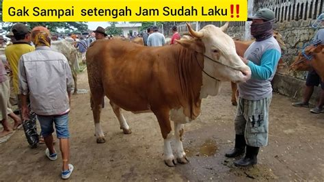 12Jt NegoUpdate Harga Sapi Doro Babon Simental Super Bunting Muda