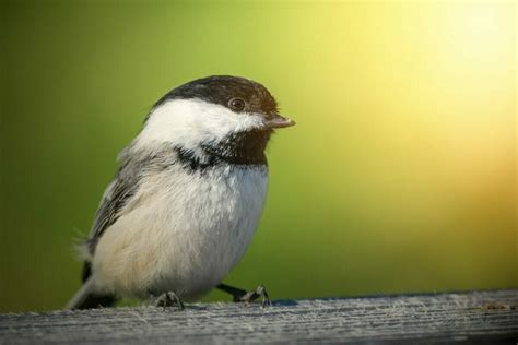 Chickadee Nests | Bird Watching Pro