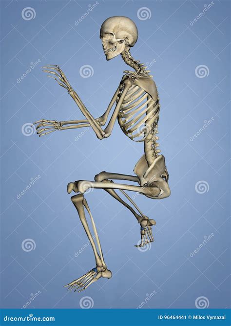 Os naviculare, Modell 3D stock abbildung. Illustration von menschlich