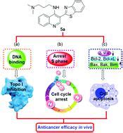 3 Benzo D Thiazol 2 Yl 4 Aminoquinoline Derivatives As Novel Scaffold