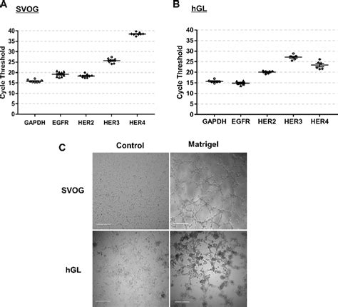 Figure 1 From Characterization Of The Roles Of Amphiregulin And