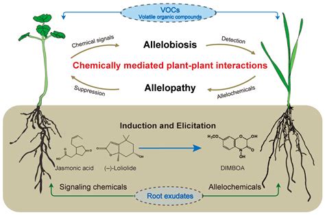 Plants Free Full Text Chemically Mediated PlantPlant Interactions