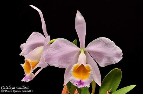 Cattleya Wallisii Cattleya Plants Flowers