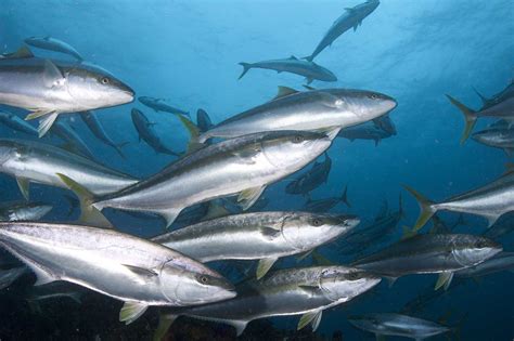 Agulhas Bank Complex — Marine Protected Areas South Africa