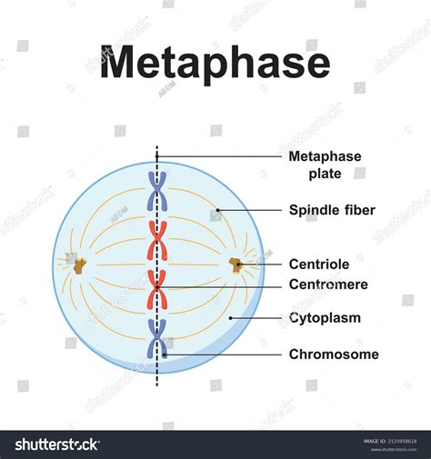 Scientific Designing Metaphase Second Stage Mitosis Stock Vector ...