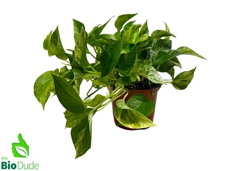 6 Pot Marble Queen Pothos The Bio Dude