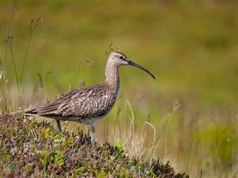 Premium Photo Whimbrel Numenius Phaeopus