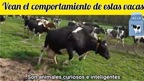 Juegansaltan Corren Son Vacas Libres Y Felices Site Gusto El Video