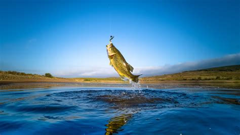 Choosing the Best Bass Fishing Gear: Tips and Recommendations - Tamara Like Camera