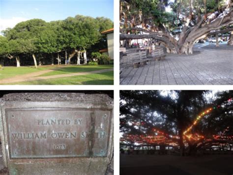 Lahaina Banyan Tree - Famous Banyan Tree In West Maui