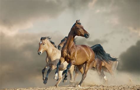 Mustang Horse - Animal Facts Encyclopedia