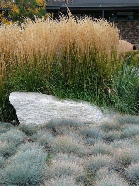 Trzcinnik Ostrokwiatowy Karl Foerster Calamagrostis Acutiflora