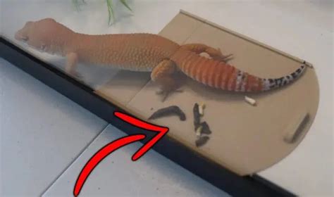 Leopard Gecko Poop Unearthing Mysteries From The Tank Floor