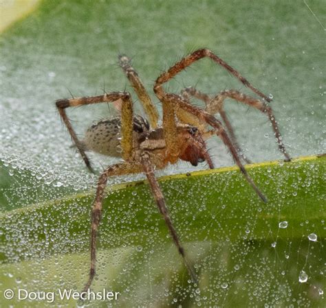 Grass Spider Agelenopsis Bugguidenet