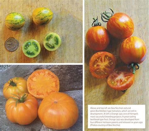 The Art Of Tomato Breeding Edible East Bay