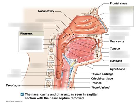 Nasal Cavity Location Hot Sex Picture