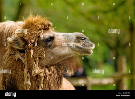 Stoic Animals Hi Res Stock Photography And Images Alamy