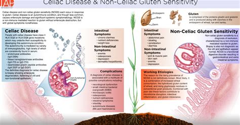 Celiac Disease And Non Celiac Gluten Sensitivity