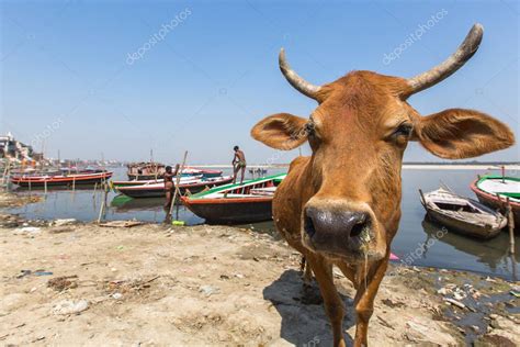 Varanasi India Mar Vaca En La Orilla Del R O Santo Ganga