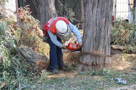 DENUNCIAS PARA PROTEGER Y CONSERVAR LOS ÁRBOLES URBANOS tala de