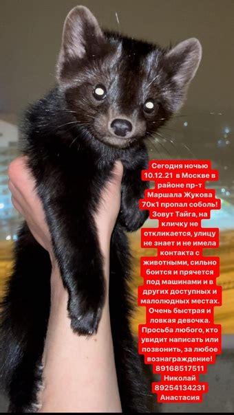 Товары для хорьков! Bonita | "Bonita" Товары для хорьков Изготовление ...