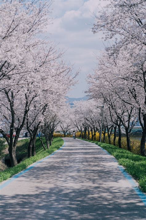 블라인드 여행·먹방 하동 구례벚꽃