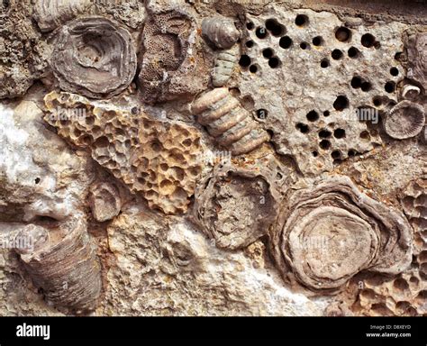 Close-up of fossils embedded in limestone Stock Photo - Alamy