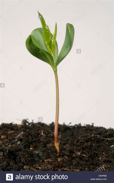 Apple Tree Seedling Stock Photos & Apple Tree Seedling Stock Images - Alamy