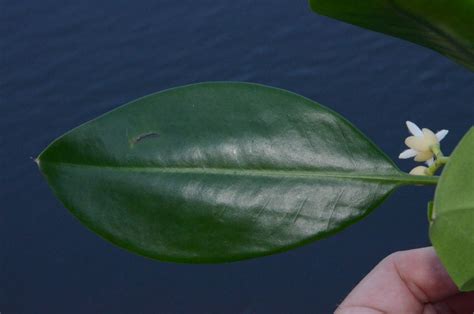 Rhizophora mucronata (Rhizophoraceae) image 88434 at PhytoImages.siu.edu