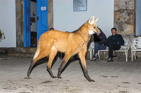 Lobo-Guará: Curiosidades e Fotos | Mundo Ecologia
