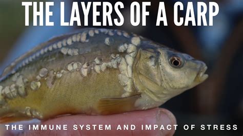 Layers Of A Carp The Immune Systems And The Impact Of Stress YouTube