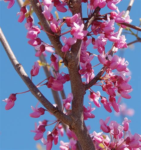 Eastern Redbud | Johnson's Nursery | KB