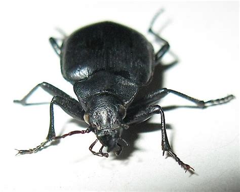 Black Ground Beetle Calosoma Eremicola Bugguidenet