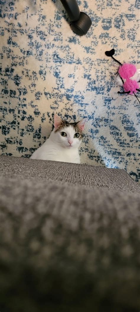 house cat that looks like a leopard 5
