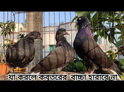 kobutor er bacca kivabe ghor lagaben কবতর কভব ঘর চনবনHoming