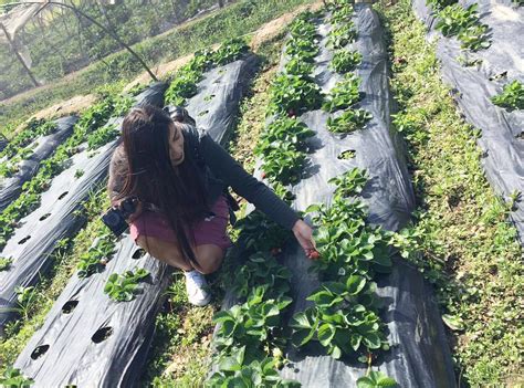 Stupefying Trips: Baguio: Strawberry Picking at La Trinidad Benguet